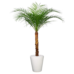 针葵椰子树 刺葵棕榈树 热带风植物 特大型植物